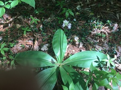 Clintonia umbellulata
