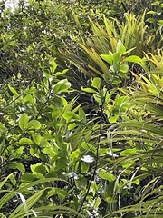 Griselinia lucida