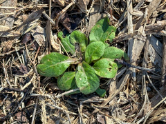 Bellis perennis