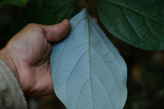 Neolitsea dealbata