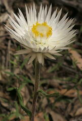 Helichrysum leucopsideum