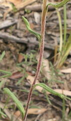 Helichrysum leucopsideum