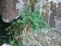 Asplenium subglandulosum