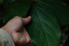 Neolitsea dealbata