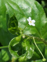 Hackelia latifolia