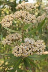 Ozothamnus
