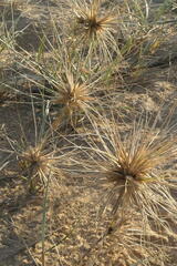 Spinifex sericeus