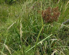 Cyperus lucidus