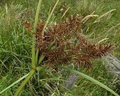 Cyperus lucidus