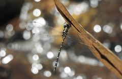 Eusynthemis nigra