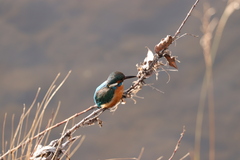 Alcedo atthis bengalensis
