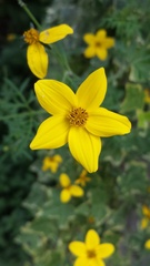 Bidens triplinervia