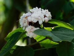 Clerodendrum chinense