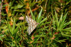 Melitulias discophora