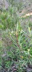 Ornithostaphylos oppositifolia