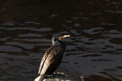 Phalacrocorax carbo hanedae