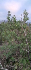Ornithostaphylos oppositifolia