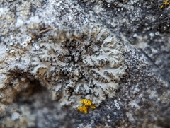 Phaeophyscia hirsuta