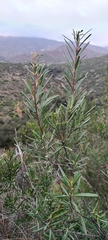 Ornithostaphylos oppositifolia