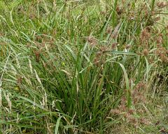 Cyperus lucidus