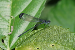 Polythore terminata