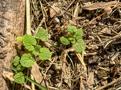 Lamium