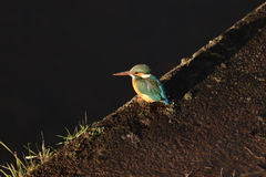 Alcedo atthis bengalensis
