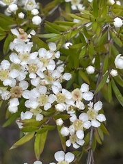 Sannantha pluriflora