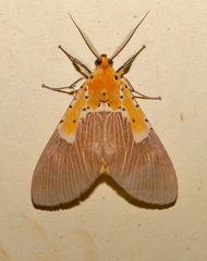 Asota speciosa