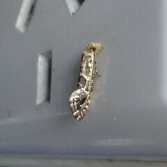 Moerarchis inconcisella