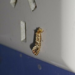 Moerarchis inconcisella