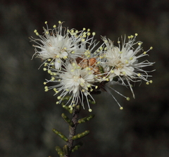 Microcybe multiflora multiflora