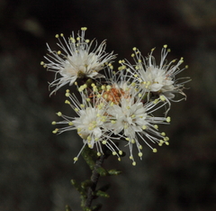 Microcybe multiflora multiflora