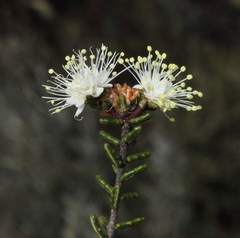 Microcybe multiflora multiflora
