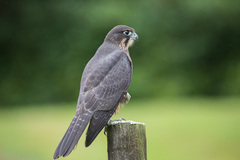 Falco novaeseelandiae
