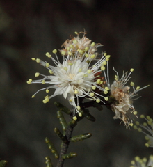 Microcybe multiflora multiflora