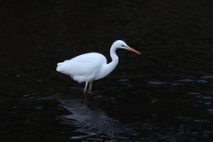 Ardea alba alba
