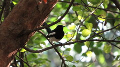 Copsychus saularis saularis