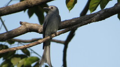 Dicrurus leucophaeus leucogenis