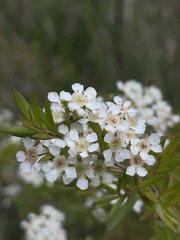 Sannantha pluriflora