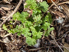 Geranium carolinianum