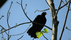 Eudynamys scolopaceus