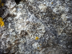 Phaeophyscia hirsuta