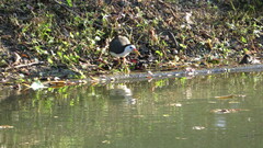 Amaurornis phoenicurus phoenicurus