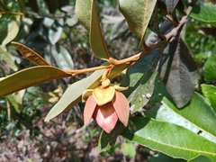 Duguetia furfuracea
