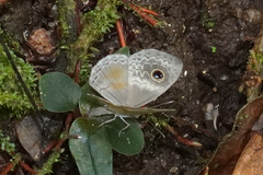 Perophthalma tullius