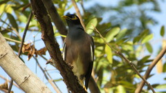 Acridotheres tristis tristis