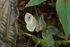 Perophthalma tullius