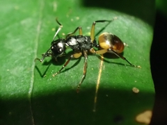Polyrhachis flavibasis
