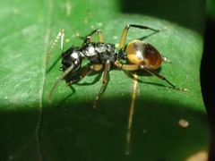 Polyrhachis flavibasis